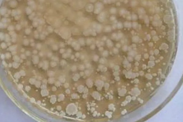 高粱黑葱花霉根腐病怎么防治，采取高垄或高畦栽培可减轻发病