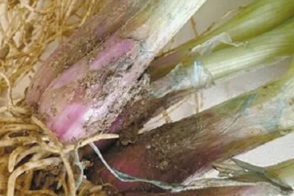 高粱黑葱花霉根腐病怎么防治，采取高垄或高畦栽培可减轻发病