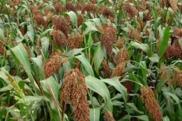 高粱黑葱花霉根腐病怎么防治，采取高垄或高畦栽培可减轻发病