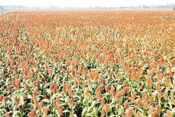 高粱黑葱花霉根腐病怎么防治，采取高垄或高畦栽培可减轻发病