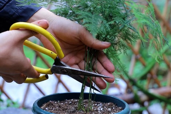 文竹如何打顶，需及时摘除生长点