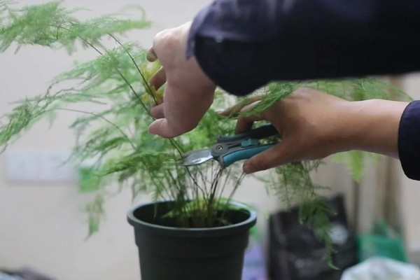 文竹如何打顶，需及时摘除生长点