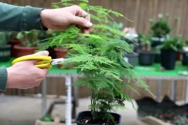 文竹如何打顶，需及时摘除生长点