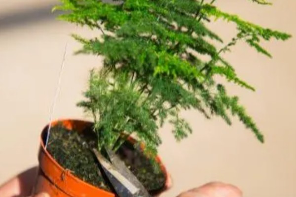 文竹如何打顶，需及时摘除生长点