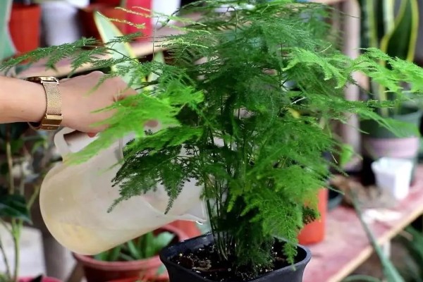 文竹如何打顶，需及时摘除生长点