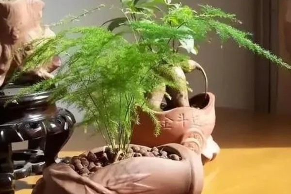 文竹如何打顶，需及时摘除生长点