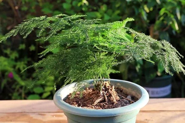 文竹如何打顶，需及时摘除生长点