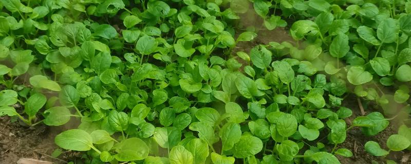 乌塌菜怎么育苗,在种子里面掺入细土粒再播种