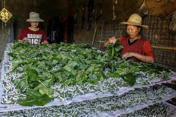 养蚕的盒子要不要盖上，盖上后可避免苍蝇在盒中产卵