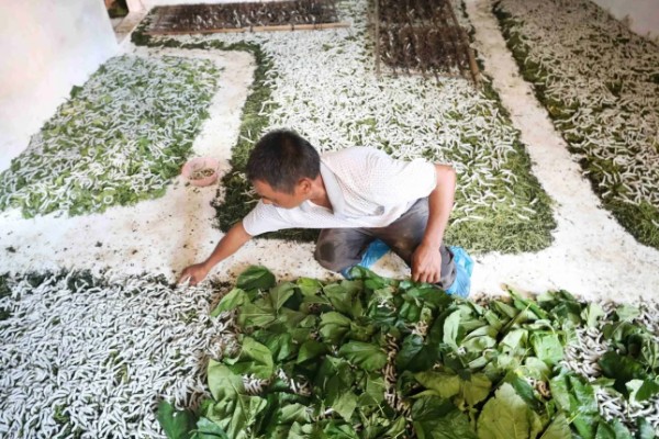 养蚕的盒子要不要盖上，盖上后可避免苍蝇在盒中产卵
