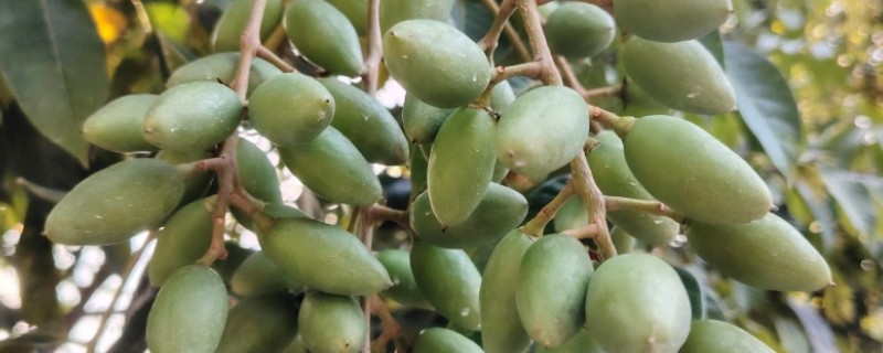 橄榄的成熟时间,一般在10月份左右