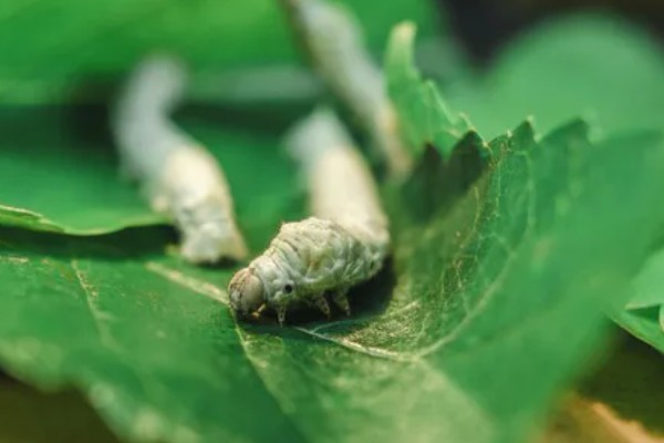 养蚕的盒子要不要盖上，盖上后可避免苍蝇在盒中产卵