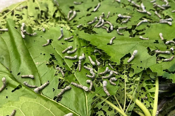 养蚕的盒子要不要盖上，盖上后可避免苍蝇在盒中产卵