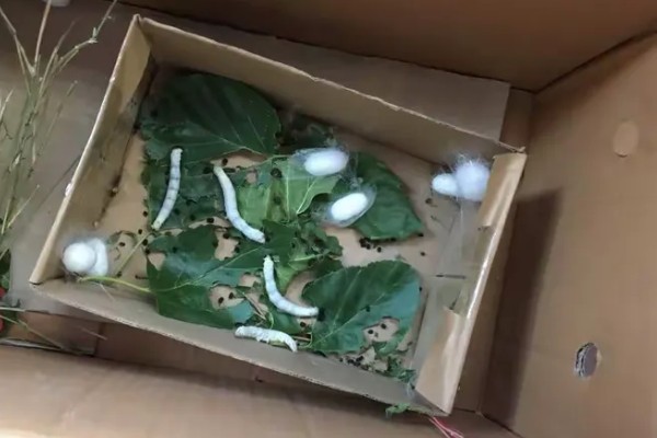 养蚕的盒子要不要盖上，盖上后可避免苍蝇在盒中产卵