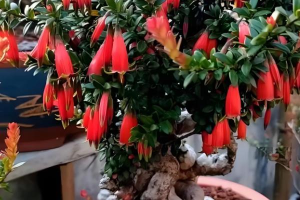 室内能不能种植五翅莓，可用疏松肥沃的土壤去栽培