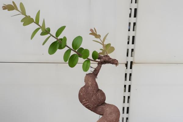 室内能不能种植五翅莓，可用疏松肥沃的土壤去栽培