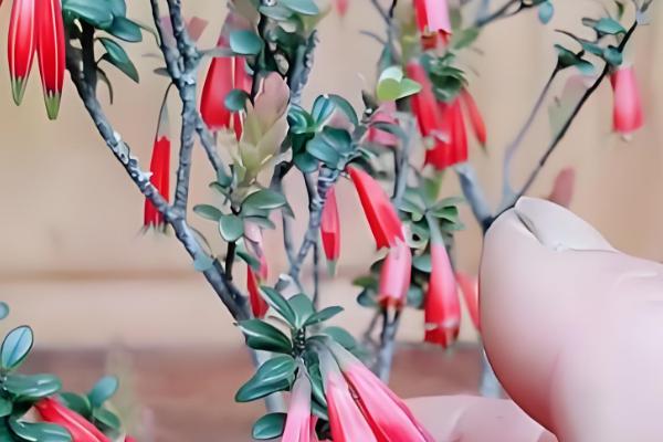 室内能不能种植五翅莓，可用疏松肥沃的土壤去栽培