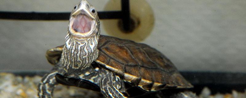 乌龟有什么习性，水陆两栖且食性杂