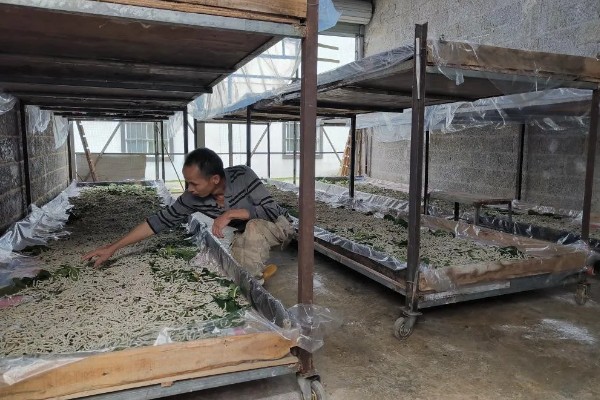 养蚕的盒子要不要盖上，盖上后可避免苍蝇在盒中产卵