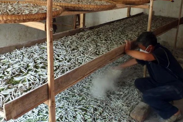 养蚕的盒子要不要盖上，盖上后可避免苍蝇在盒中产卵