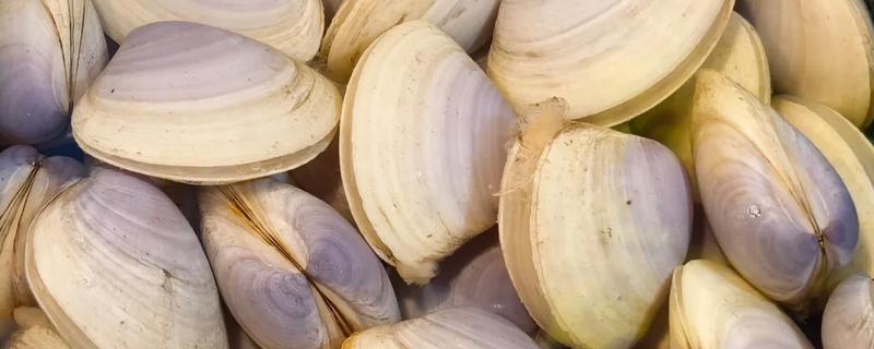 西施舌是什么，学名尖紫蛤