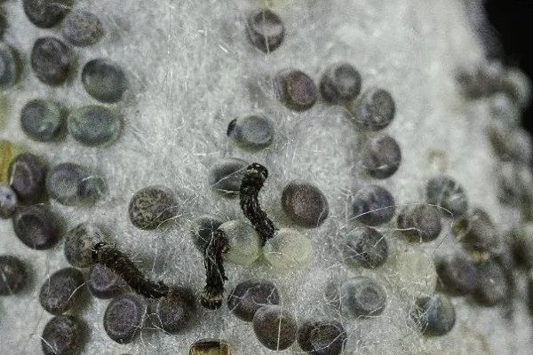 养蚕的盒子要不要盖上，盖上后可避免苍蝇在盒中产卵