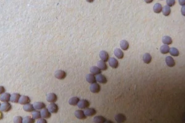 养蚕的盒子要不要盖上，盖上后可避免苍蝇在盒中产卵