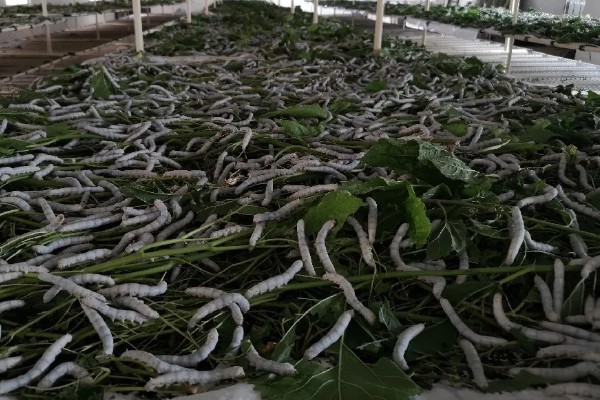 养蚕的盒子要不要盖上，盖上后可避免苍蝇在盒中产卵