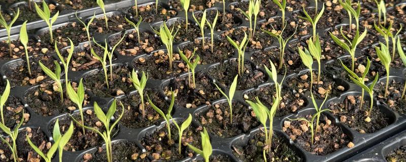 怎么种辣椒,生长期间每隔1-2天浇水一次