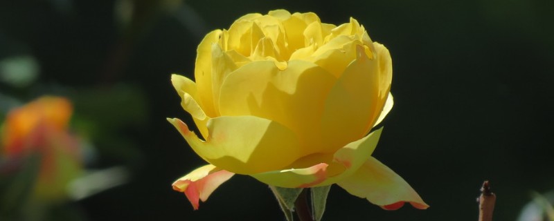 月季花的家庭养法，适宜的生长的温度为15-26℃