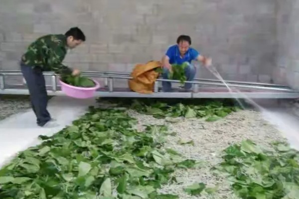 养蚕的盒子要不要盖上，盖上后可避免苍蝇在盒中产卵