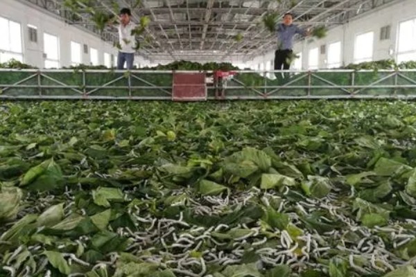 养蚕的盒子要不要盖上，盖上后可避免苍蝇在盒中产卵