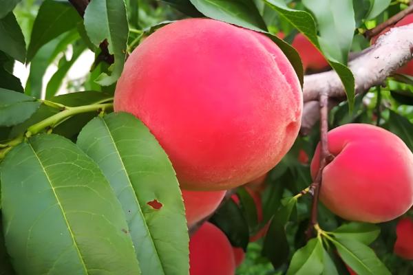 又脆又甜的桃子有哪些，早美脆、平谷大桃等品种满足要求