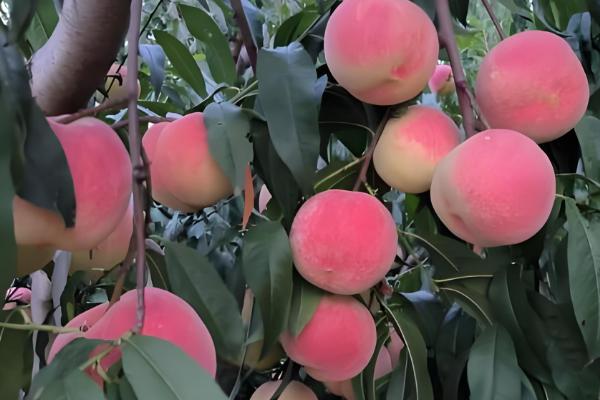 又脆又甜的桃子有哪些，早美脆、平谷大桃等品种满足要求