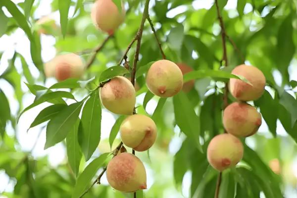 又脆又甜的桃子有哪些，早美脆、平谷大桃等品种满足要求