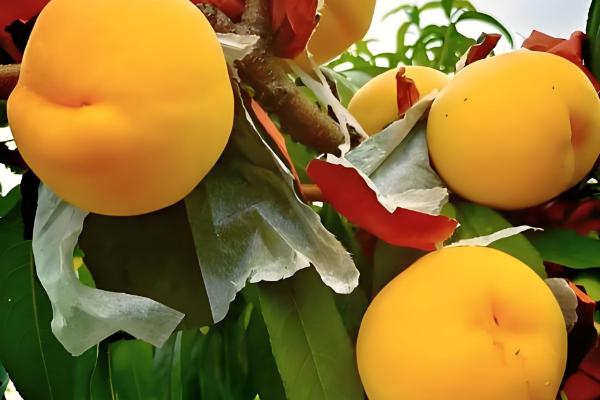 又脆又甜的桃子有哪些，早美脆、平谷大桃等品种满足要求