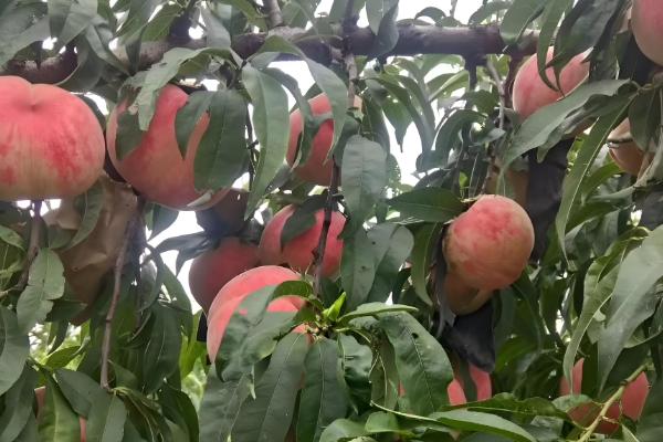 又脆又甜的桃子有哪些，早美脆、平谷大桃等品种满足要求