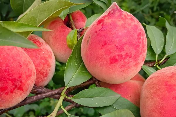 又脆又甜的桃子有哪些，早美脆、平谷大桃等品种满足要求