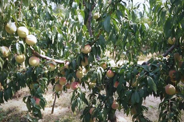 又脆又甜的桃子有哪些，早美脆、平谷大桃等品种满足要求