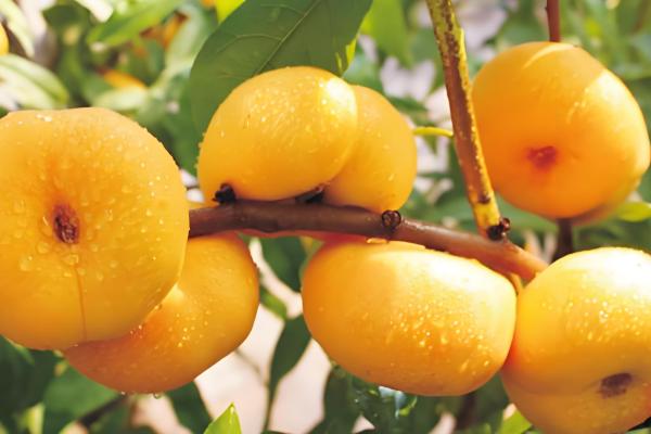 又脆又甜的桃子有哪些，早美脆、平谷大桃等品种满足要求