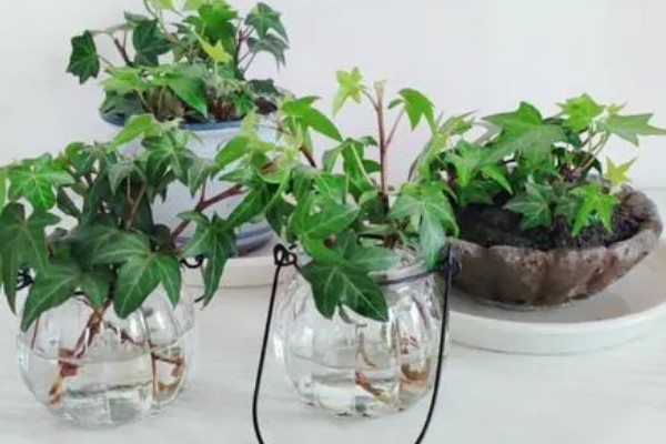 水培常春藤怎么快速生根,每隔7-10天换一次水