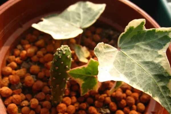 水培常春藤怎么快速生根,每隔7-10天换一次水