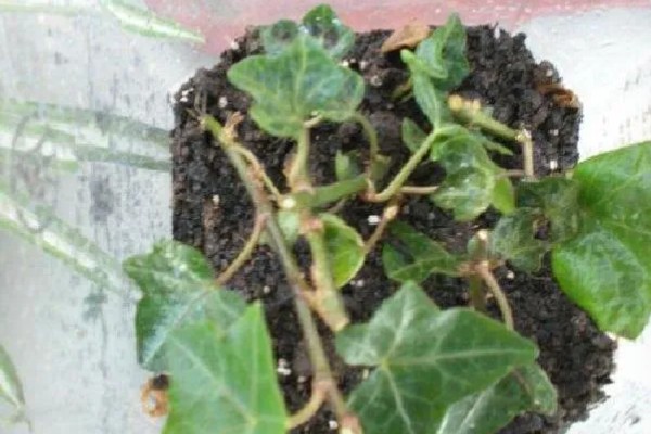 水培常春藤怎么快速生根,每隔7-10天换一次水