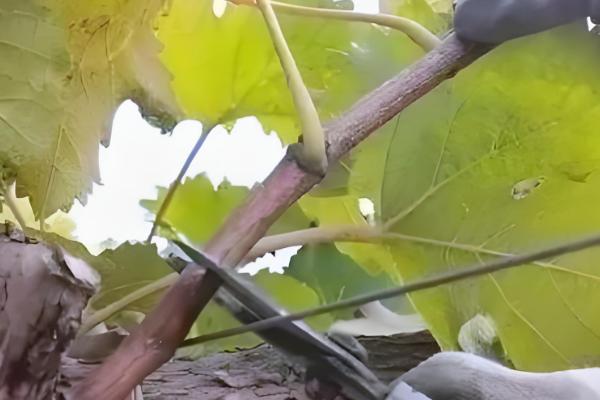 葡萄怎么摘心,分为轻摘心、重摘心和绝后摘心