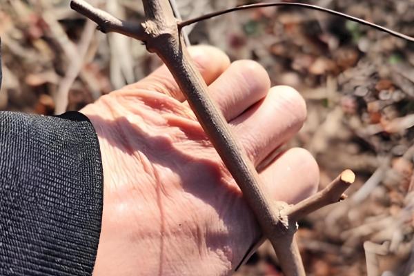 葡萄怎么摘心,分为轻摘心、重摘心和绝后摘心