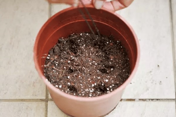 水培常春藤怎么快速生根,每隔7-10天换一次水