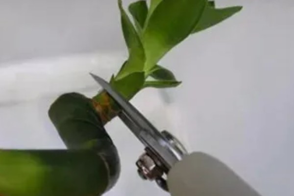 富贵竹叶子长白色斑点怎么处理，需及时剪去叶片