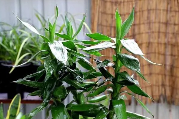 富贵竹叶子长白色斑点怎么处理，需及时剪去叶片