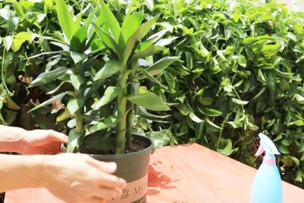 富贵竹叶子长白色斑点怎么处理，需及时剪去叶片