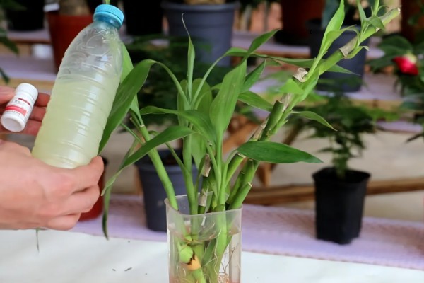 富贵竹叶子长白色斑点怎么处理，需及时剪去叶片